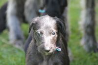 Deerhound puppies/Welpen
